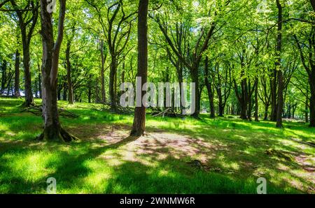 Light and shade in Brisworthy Plantation, Brisworthy, Dartmoor National Park, Devon, England, UK. Stock Photo