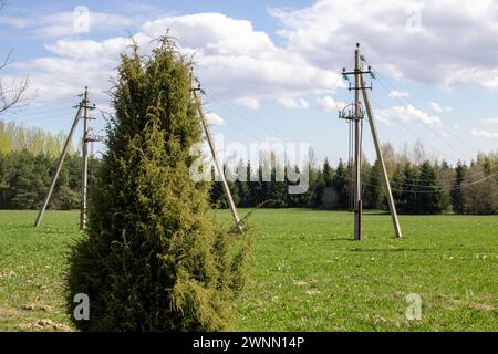 Poles with electrical wires in a green field close up Stock Photo