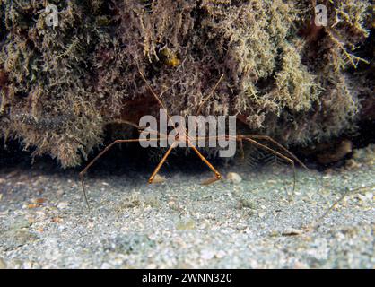 An Arrowhead Crab (Stenorhynchus seticornis) in Florida, USA Stock Photo
