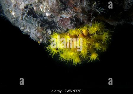 Orange Cup Coral (Tubastraea coccinea) in Florida, USA Stock Photo