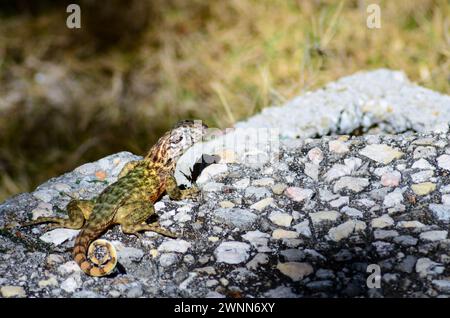 Curly-tailed lizard stretched out basking in the sunshine on the pebble rocks with a blurry background. Rule of the thirds. Stock Photo