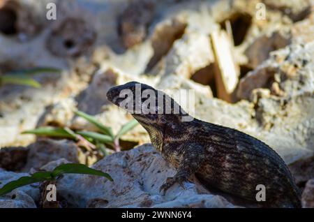 A curly-tailed lizard in the shadows on a lava rock with a bright blurry lava rock background. Stock Photo