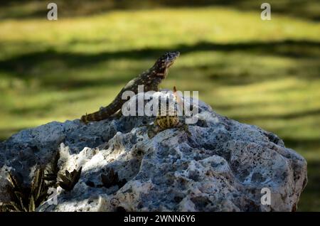 Male Curly Tailed lizard resting on a lava rock facing straight ahead, lips puckered, tail pointing up, with a female lizard in the blurred background Stock Photo