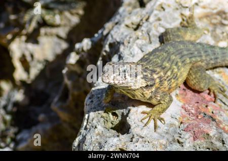 Curly tailed lizard, showing his face, mouth, nasals and bright left eye, missing his right foot, basking in the sun on top of a lava rock. Stock Photo