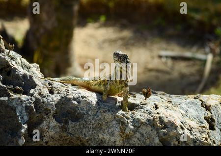 Curly-tailed lizard missing a foot, basking in the sun on top of a lava rock with a blurred background. Stock Photo