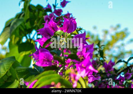 A stretched out flower vine with purple peddles and bright green leaves, blurred bokeh background. Stock Photo