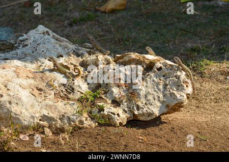 A family of 5 Curly-tailed lizards basking in the sun on a lava rock. Stock Photo