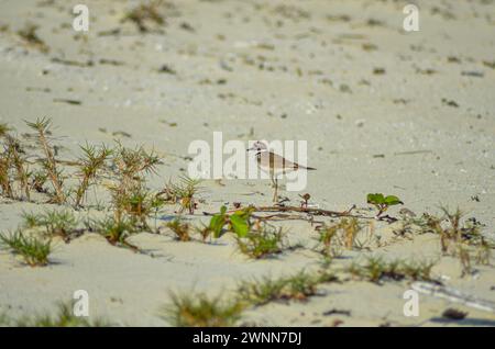 Killdeer walking on the sandy beach among the little bits of green grass. Stock Photo