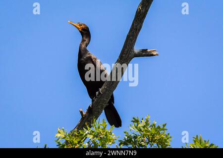 A Double-crested Cormorant perched high on a branch with a tree-top view. Stock Photo