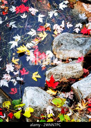 Fall colors. Maple leaves floating on the water and resting among some rocks. Stock Photo