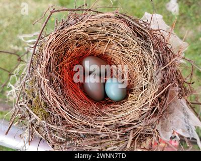 American Robins nest with 10-day-old chicks and 1 blue egg. Top view, looking down. Stock Photo
