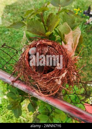 American Robins nest with 10-day-old chicks and 1 blue egg. Top view, looking down. Stock Photo