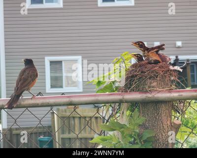 11 day old American Robin birds trying to fly out of the nest towards mamma bird who is standing on the fence rail looking there other way. Stock Photo