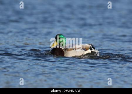 A  drake mallard ducks Anas platyrhynchos swimming on blue water in winter with water falling off it's back Stock Photo