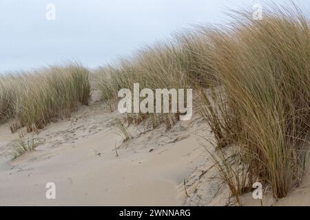 large dune overgrown with grass on the coast of zeeland in the netherlands Stock Photo
