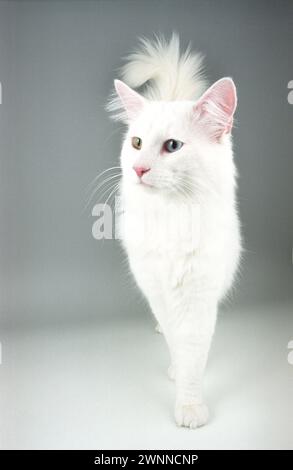 Norwegian Forest Cat Odd-eyed White Nfc Stock Photo