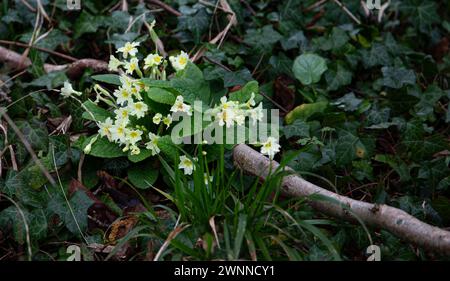 Wild Primrose, Primula vulgaris growing in a wooded area along the side of a track along the Wiltshire downs. Stock Photo