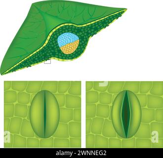 Stoma or stomate is a pore found in the epidermis of leaves, stems. Opening and closing of stoma Stock Vector
