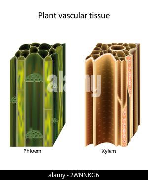 Plant vascular tissue. Xylem and phloem. Cross section showing vascular bundles. Translocation Stock Vector