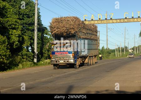 Overloaded trucks carrying sugarcane crop on road from Cadiz City to Bacolod, Negros Occidental, Philippines. Stock Photo