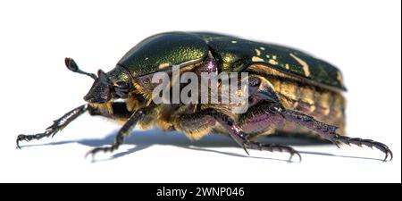 Green Rose Chafer, in latin Cetonia Aurata, isolated on white background Stock Photo