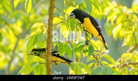 Male and female Spot-winged Grosbeak (Mycerobas melanozanthos) birds perched in leafy tree feeding on fruit in Chiang Mai, Thailand Stock Photo