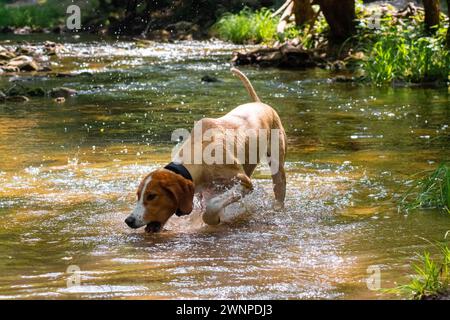 Mixed breed dog drinking water and swimming in the river. Stock Photo