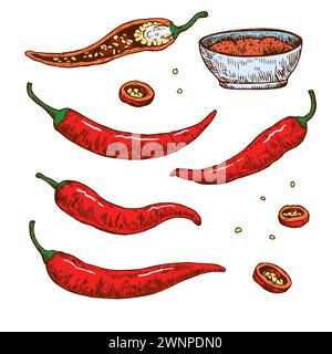 Set of hand drawn chili pepper with various elements. Vector illustration isolated on white background in engraving style. Stock Vector