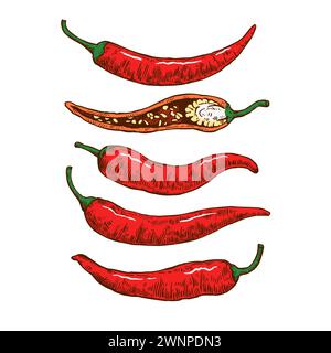 Set of hand drawn chili pepper with various elements. Vector illustration isolated on white background in engraving style. Stock Vector