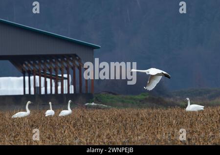 Beautiful trumpeter swans in family groups overwinter in agricultural farm fields near Harrison Mills, British Columbia, Canada, North America Stock Photo
