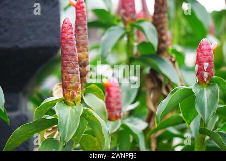 Costus woodsonii (Red Button Ginger, Costa Rica, dwarf cone ginger, Indian head ginger, Panama candle plant, red cane, scarlet spiral flag) flower Stock Photo