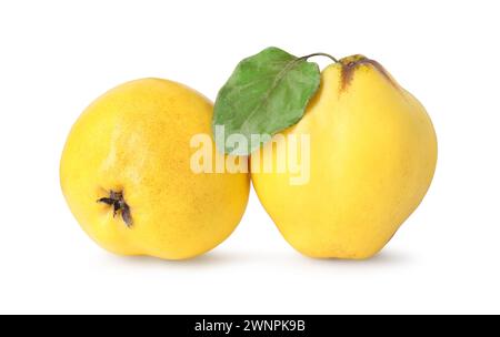 Fresh ripe quince fruits isolated on white Stock Photo