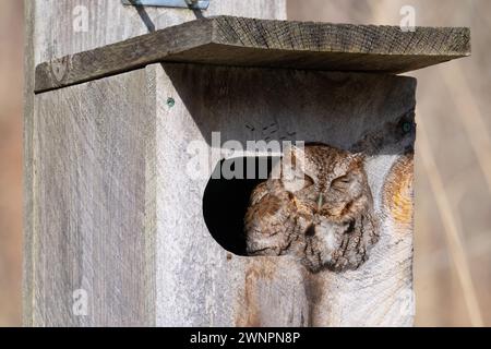 An eastern screech owl suns itself while napping in a birdhouse in Taylor Creek Park in Toronto, Ontario. Stock Photo