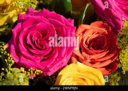Pink and coral colored roses with water on the petals Stock Photo