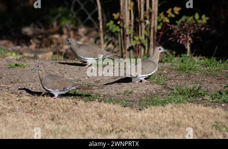 Mourning doves foraging for food in grass and weeds Stock Photo