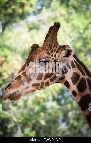 Portrait of giraffe in nature. The giraffe is a large African hoofed mammal belonging to the genus Giraffa. It is the tallest living terrestrial anima Stock Photo