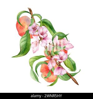 Blossom branch with chines peaches and pink flowers watercolor illustration isolated on white. Painted flat peaches, leaves. Fruitage hand drawn. Desi Stock Photo
