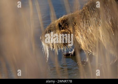 Coypu (Myocastor coypus) in the water Stock Photo