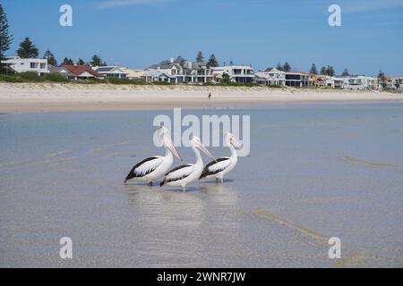 Adelaide, SA Australia 4 March 2024 . Australian Pelicans (Pelecanus Conspicillatus) standing  at the beach in the coastal suburb of Henley Adelaide  on a hot day The Australian Pelican specie is common on the  coastal waters of Australia , New Zealand, New Guinea and Fiji.  Credit: amer ghazzal/Alamy Live News Stock Photo