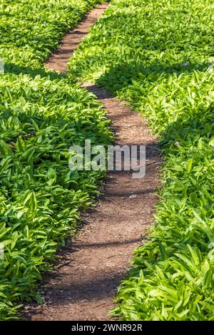 Winding path on a meadow with Wild garlic leaves a sunny spring day Stock Photo
