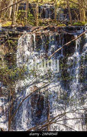 Budding tree branches by a waterfall in a woodland at spring Stock Photo