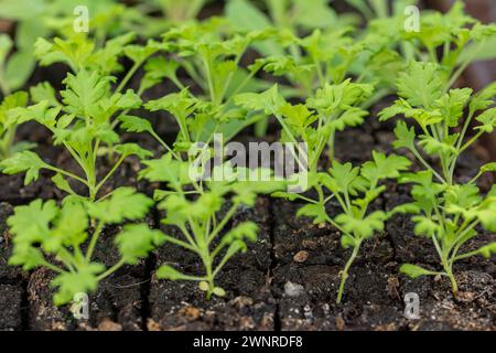 Feverfew seedlings in soil blocks. Soil blocking is a seed starting technique that relies on planting seeds in cubes of soil rather than plastic cell Stock Photo