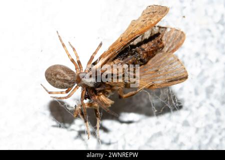 Grey House Spider, Badumna longinqua, introduced to New Zealand from Australia, with moth prey, Nelson, South Island, New Zealand Stock Photo