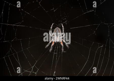 Garden Orbweb Spider, Socca pustulosa, endemic to New Zealand, Nelson, South Island, New Zealand Stock Photo