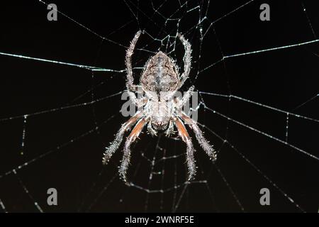 Garden Orbweb Spider, Socca pustulosa, endemic to New Zealand, Nelson, South Island, New Zealand Stock Photo