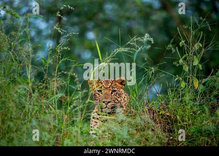 wild Indian male leopard or panther or panthera pardus closeup camouflage in natural green grass in evening safari at jhalana forest reserve jaipur Stock Photo