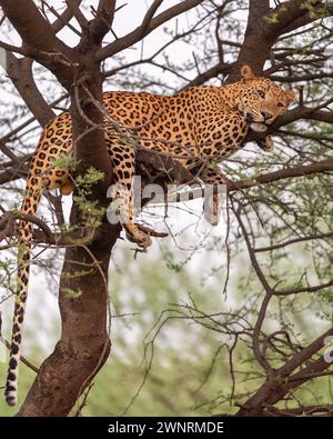 indian wild huge and large male leopard or panther or panthera pardus resting on tree trunk branch with eye contact in natural monsoon green forest Stock Photo