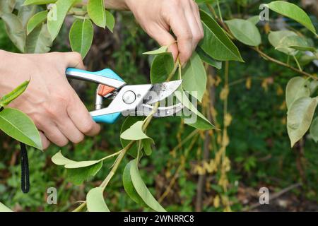 Gardener pruning pear tree branch in summer. Close up on summer fruit tree pruning. Stock Photo