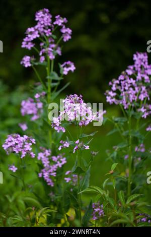 Hesperis matronalis (Dame's rocket,  Sweet rocket): a biennial or short-lived perennial plant that is native to Europe and Asia. The plant was origina Stock Photo