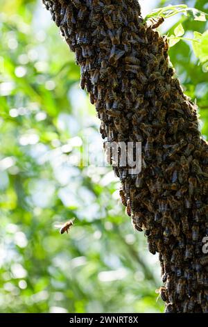 A swarm of bees flew out of the hive on a hot summer day and landed on a tree trunk. The beekeeper gently sprayed them with mint water to prevent them Stock Photo